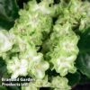 Saintpaulia 'Emerald Love' -EcoFlora Sales Shop SAIN EMERALDLO W44187