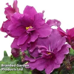 Saintpaulia 'Jolly Texan'