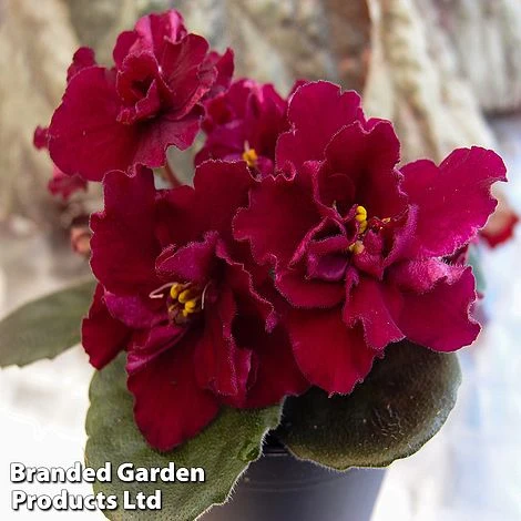 Saintpaulia 'Dibleys Kaarina' 3 Saintpaulia 'Dibleys Kaarina'