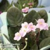 Saintpaulia 'Pixie Pink' 1 Saintpaulia 'Pixie Pink' -EcoFlora Sales Shop SAIN PIXIEPINK L44186