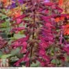Salvia 'Love And Wishes' -EcoFlora Sales Shop SALV T80326 A