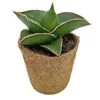 Samurai Dwarf Snake Plant - Rare Houseplant - 6cm Pot - Sansevieria Samurai 1 Samurai Dwarf Snake Plant - Rare Houseplant - 6cm Pot - Sansevieria Samurai -EcoFlora Sales Shop SAM