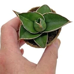 Samurai Dwarf Snake Plant - Rare Houseplant - 6cm Pot - Sansevieria Samurai 8 Samurai Dwarf Snake Plant - Rare Houseplant - 6cm Pot - Sansevieria Samurai -EcoFlora Sales Shop SAM 2
