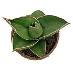 Samurai Dwarf Snake Plant - Rare Houseplant - 6cm Pot - Sansevieria Samurai 10 Samurai Dwarf Snake Plant - Rare Houseplant - 6cm Pot - Sansevieria Samurai -EcoFlora Sales Shop SAM 4