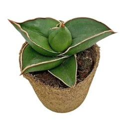 Samurai Dwarf Snake Plant - Rare Houseplant - 6cm Pot - Sansevieria Samurai 11 Samurai Dwarf Snake Plant - Rare Houseplant - 6cm Pot - Sansevieria Samurai -EcoFlora Sales Shop SAM 5