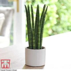 Easy Care Houseplant Collection -EcoFlora Sales Shop SANS KB1128 A1