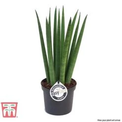 Sansevieria Cylindrica 'Straight' -EcoFlora Sales Shop SANS KB1128 C