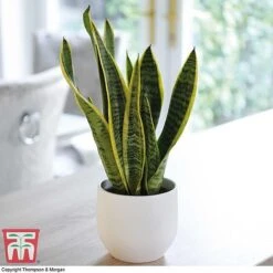 Air Purifying Houseplant Collection -EcoFlora Sales Shop SANS TKA2937 C2