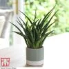 Sansevieria 'Fernwood' 1 Sansevieria 'Fernwood' -EcoFlora Sales Shop SANSF KB1720 A