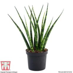 Sansevieria 'Fernwood' 9 Sansevieria 'Fernwood' -EcoFlora Sales Shop SANSF KB1720 B