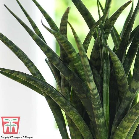 Sansevieria 'Fernwood' 4 Sansevieria 'Fernwood' - Image 2