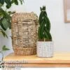 Sansevieria Cylindrica 'Braided' -EcoFlora Sales Shop SANS BRAIDED T47183