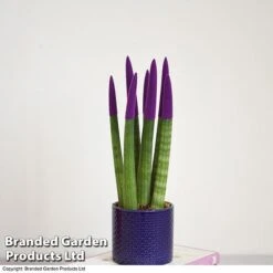 Sansevieria Cylindrica 'Straight' Carnival Colour 11 Sansevieria Cylindrica 'Straight' Carnival Colour -EcoFlora Sales Shop SANS COLCARNIV T38942