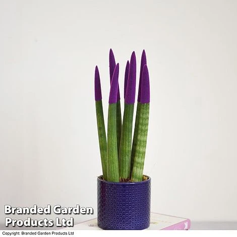 Sansevieria Cylindrica 'Straight' Carnival Colour 5 Sansevieria Cylindrica 'Straight' Carnival Colour - Image 3