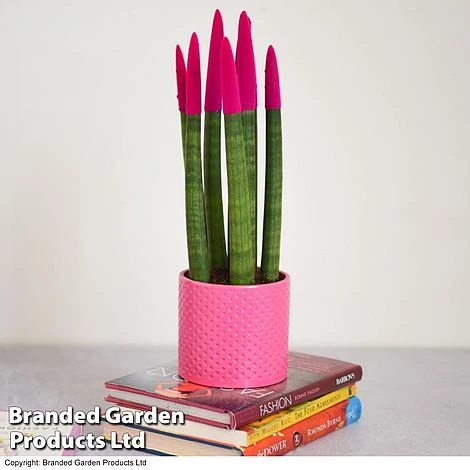 Sansevieria Cylindrica 'Straight' Carnival Colour 6 Sansevieria Cylindrica 'Straight' Carnival Colour - Image 4