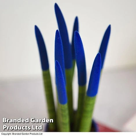 Sansevieria Cylindrica 'Straight' Carnival Colour 7 Sansevieria Cylindrica 'Straight' Carnival Colour - Image 5