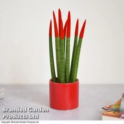 Sansevieria Cylindrica 'Straight' Carnival Colour 14 Sansevieria Cylindrica 'Straight' Carnival Colour -EcoFlora Sales Shop SANS COLCARNIV T38947