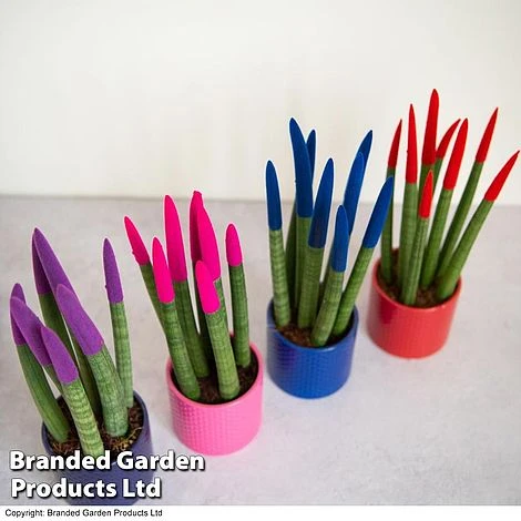 Sansevieria Cylindrica 'Straight' Carnival Colour 4 Sansevieria Cylindrica 'Straight' Carnival Colour - Image 2