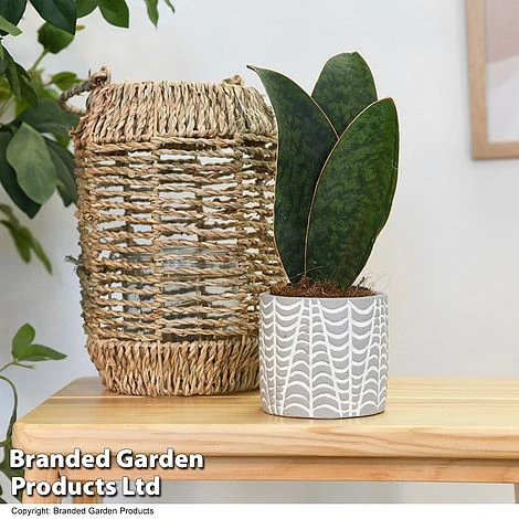 Sansevieria Masoniana 'Victoria' 3 Sansevieria Masoniana 'Victoria'