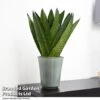 Sansevieria Zeylanica -EcoFlora Sales Shop SANS ZEYLANICA T48484
