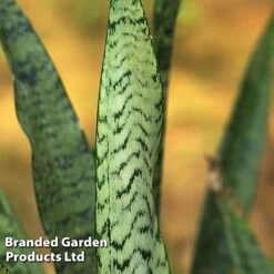 Sansevieria Zeylanica -EcoFlora Sales Shop SANS ZEYLANICA W45796