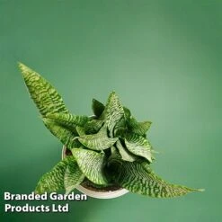 Sansevieria Zeylanica -EcoFlora Sales Shop SANS ZEYLANICA WKB9078