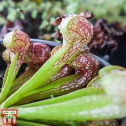 Sarracenia Leucophylla -EcoFlora Sales Shop SARR TKA2938 B