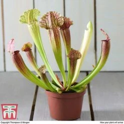 Sarracenia Leucophylla -EcoFlora Sales Shop SARR TKA2938 E
