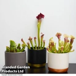 Sarracenia (Pitcher Plant) Mix -EcoFlora Sales Shop SARR MIXD T48851