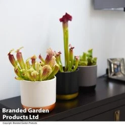 Sarracenia (Pitcher Plant) Mix -EcoFlora Sales Shop SARR MIXD T48853