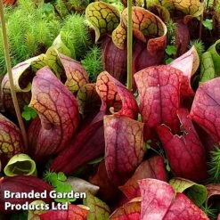Sarracenia Purpurea Var. Montana -EcoFlora Sales Shop SARR MONTANA W46837