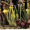 Sarracenia (Pitcher Plant) Mix -EcoFlora Sales Shop SARR NEWHYBMIX H26090