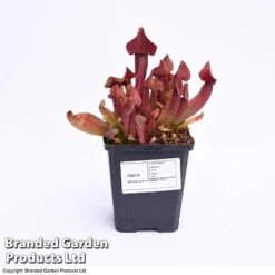 Sarracenia Purpurea 9 Sarracenia Purpurea -EcoFlora Sales Shop SARR PURPUR9CM T41631