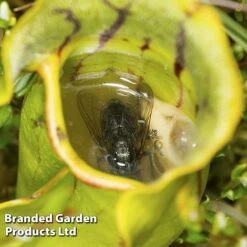 Sarracenia Purpurea 8 Sarracenia Purpurea -EcoFlora Sales Shop SARR PURPUREA W38122