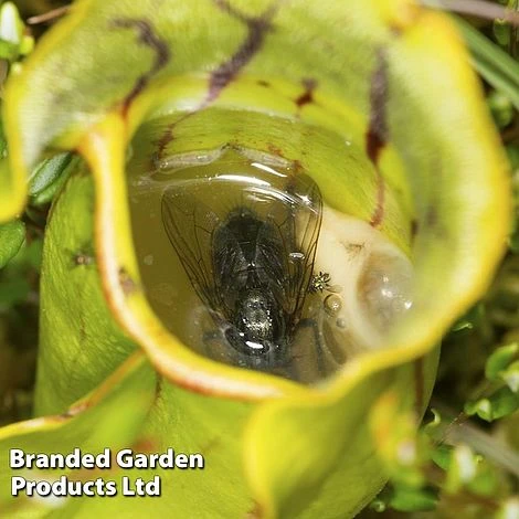 Sarracenia Purpurea 5 Sarracenia Purpurea - Image 3