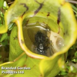 Sarracenia (Pitcher Plant) Mix -EcoFlora Sales Shop SARR PURPUREA W381221