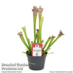 Sarracenia X Stevensii -EcoFlora Sales Shop SARR STEVE12CM T49840