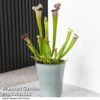 Sarracenia X Stevensii
