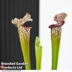 Sarracenia X Stevensii -EcoFlora Sales Shop SARR STEVENSII T49844