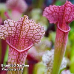 Sarracenia X Stevensii -EcoFlora Sales Shop SARR STEVENSII W46835