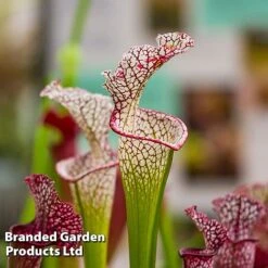 Sarracenia X Stevensii -EcoFlora Sales Shop SARR STEVENSII W48108