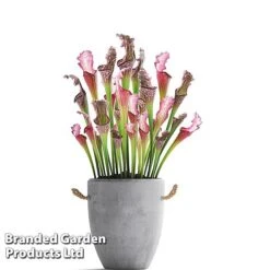 Sarracenia X Stevensii -EcoFlora Sales Shop SARR STEVENSII W48109