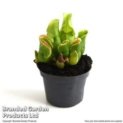 Sarracenia Purpurea Subsp. Venosa -EcoFlora Sales Shop SARR VENOSA9CM T48493