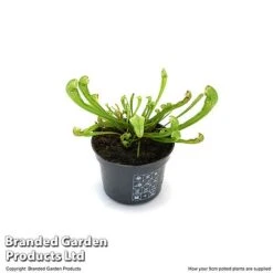 Sarracenia 'Wrigleyana' -EcoFlora Sales Shop SARR WRIGLE9CM T47998