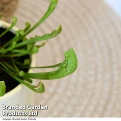 Sarracenia 'Wrigleyana' -EcoFlora Sales Shop SARR WRIGLEYAN T48000