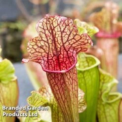 Sarracenia 'Wrigleyana' -EcoFlora Sales Shop SARR WRIGLEYAN W45412
