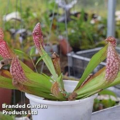 Sarracenia 'Wrigleyana' -EcoFlora Sales Shop SARR WRIGLEYAN W45414
