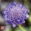 Scabiosa 'Blue' -EcoFlora Sales Shop SCAB 57876 A