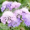 Scabiosa Columbaria 'Misty Butterflies' -EcoFlora Sales Shop SCAB KC9138 A