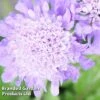Scabiosa Columbaria 'Pincushion Blue' 2 Scabiosa Columbaria 'Pincushion Blue' -EcoFlora Sales Shop SCAB KC9139 A